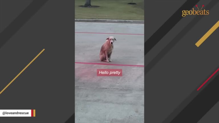 Texas Dog Wandered An Industrial Park Alone So Thin She Looked Like Skin And Bones