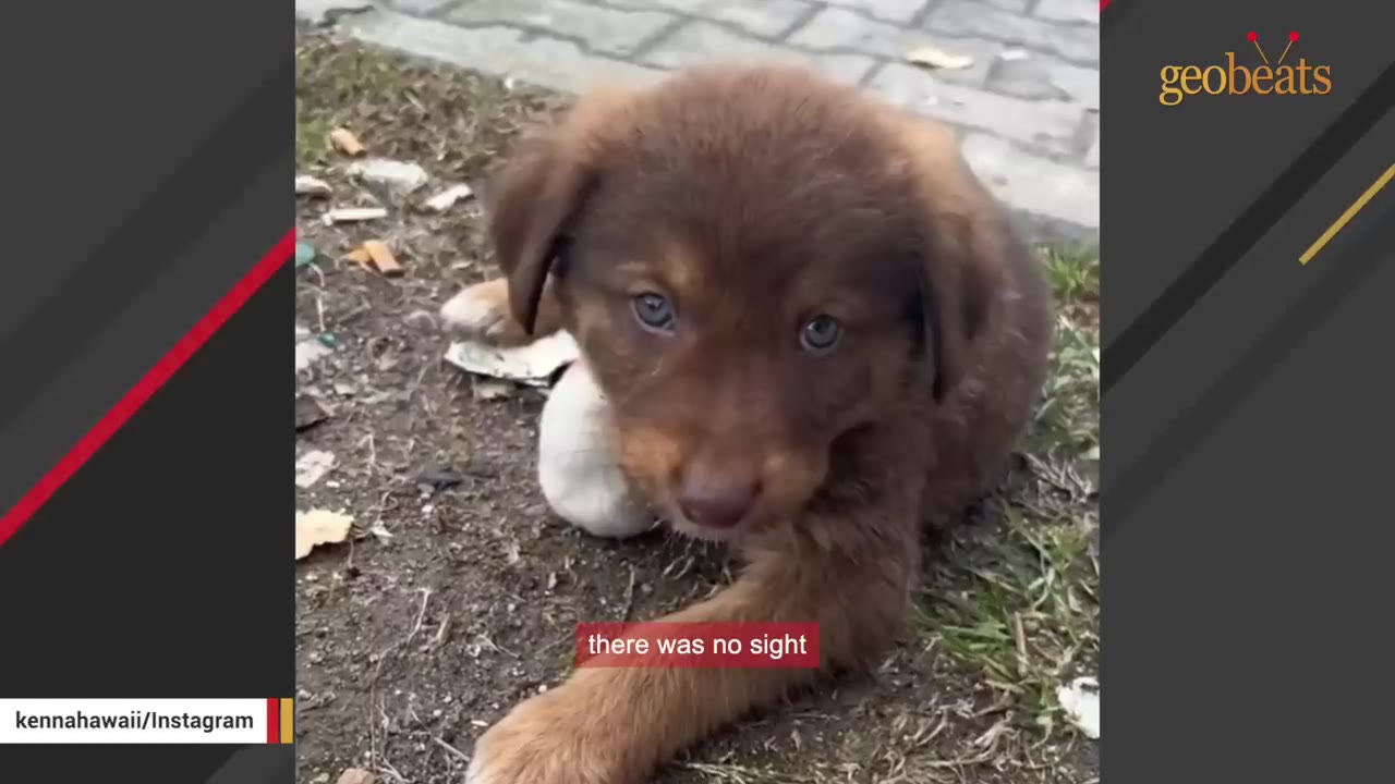 A small brown puppy with blue eyes sits on the dirt next to a paved road.