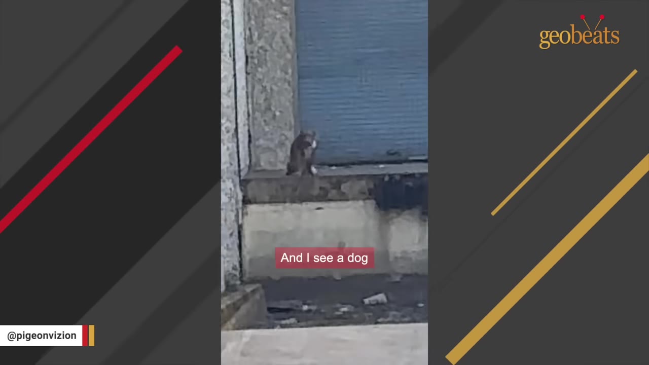 A distant, slightly blurry view of a small dog sitting on a concrete ledge in front of a closed blue metal shutter.