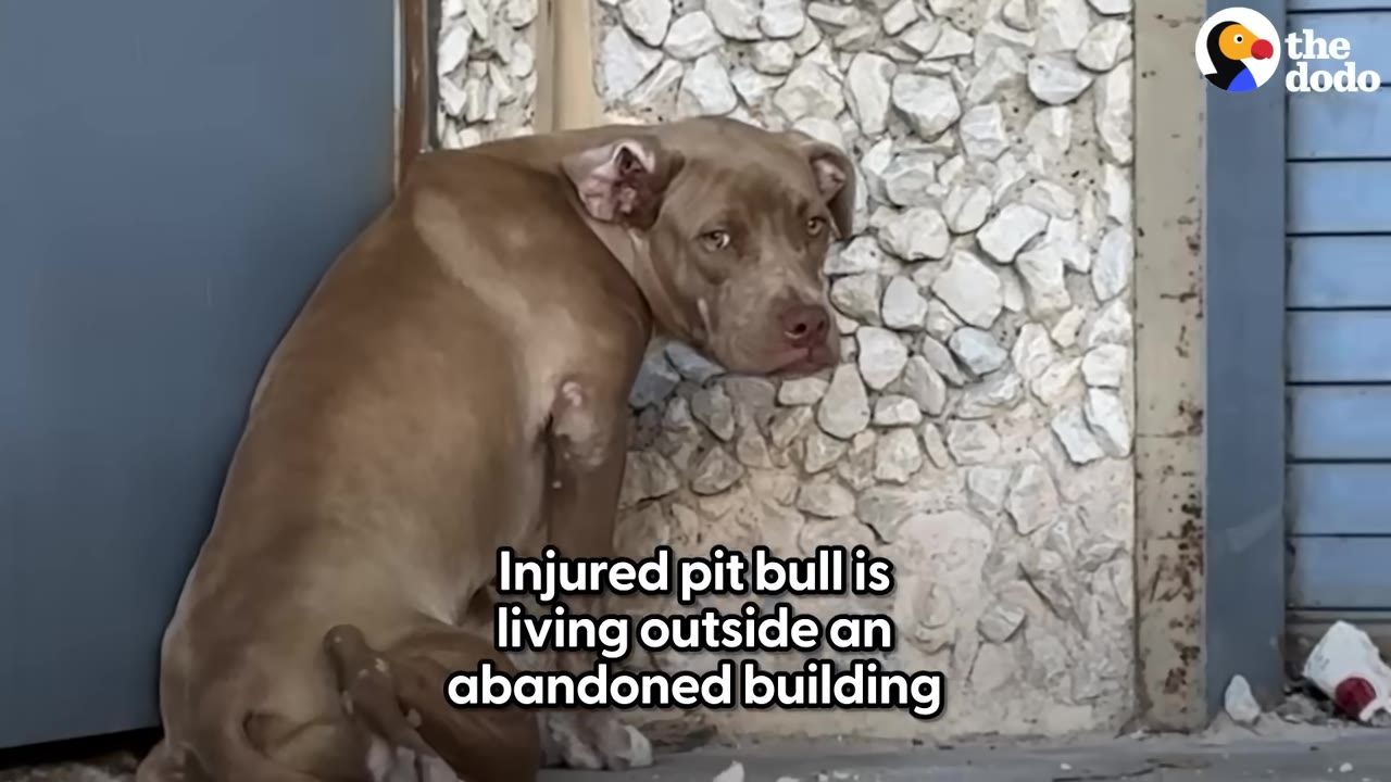A brown pit bull sits outside an abandoned building with a stone wall, looking back over its shoulder with a sad expression.