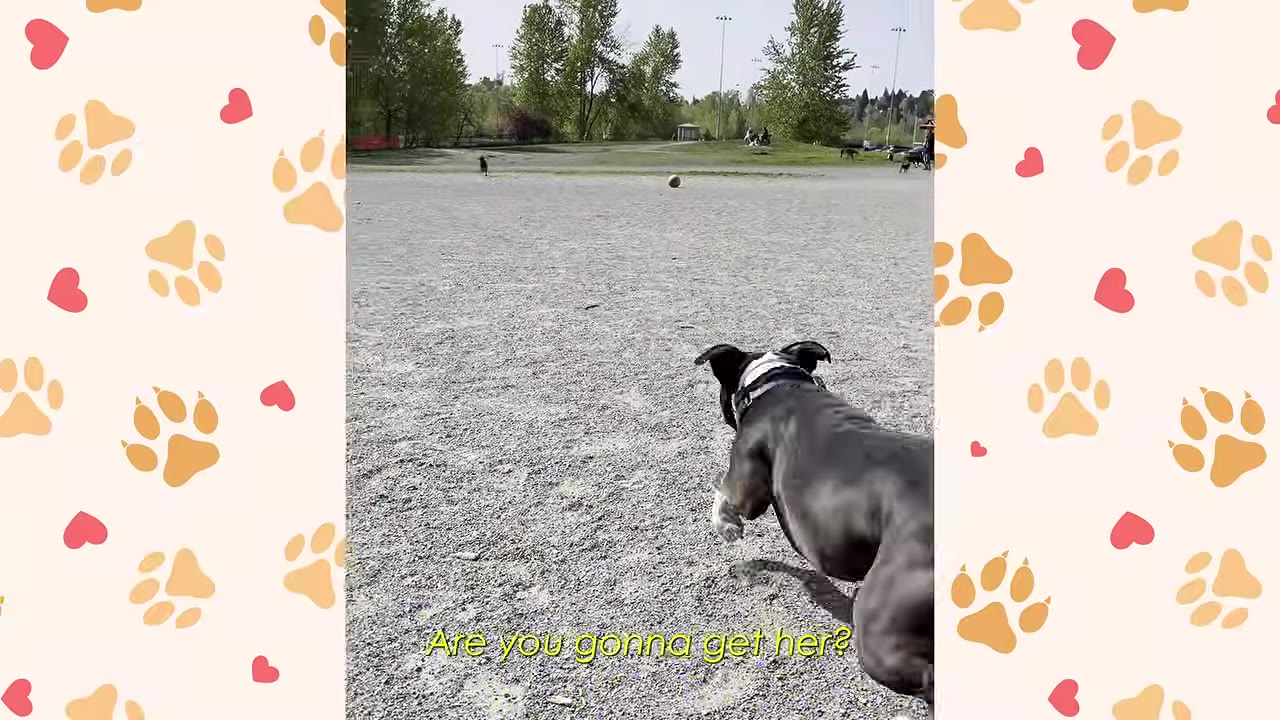 A black and white dog seen from behind, looking out across a large gravel field at a park with trees in the distance.