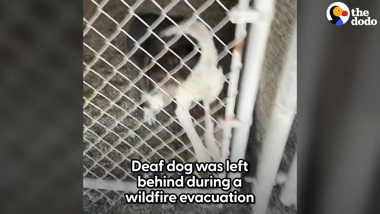 A black and white dog stands behind a chain-link fence, looking lonely.
