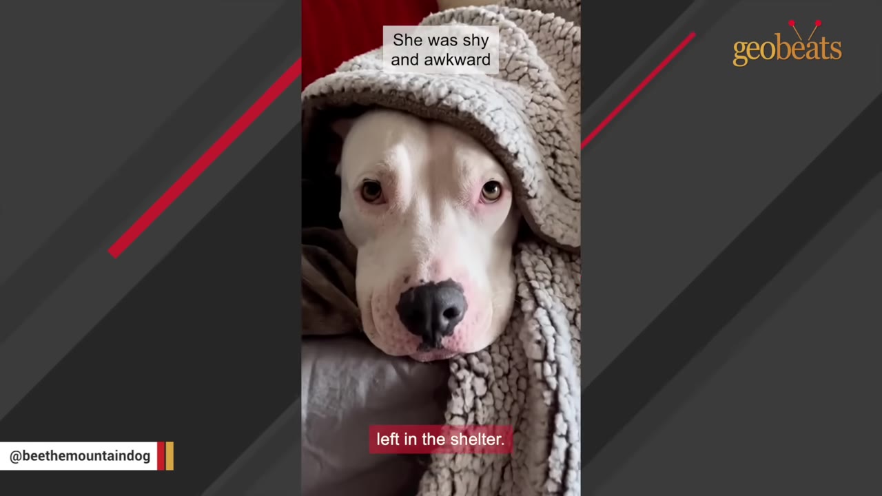 A close-up of a white dog with a black nose peeking out from under a grey textured blanket, looking directly at the camera with a shy expression.