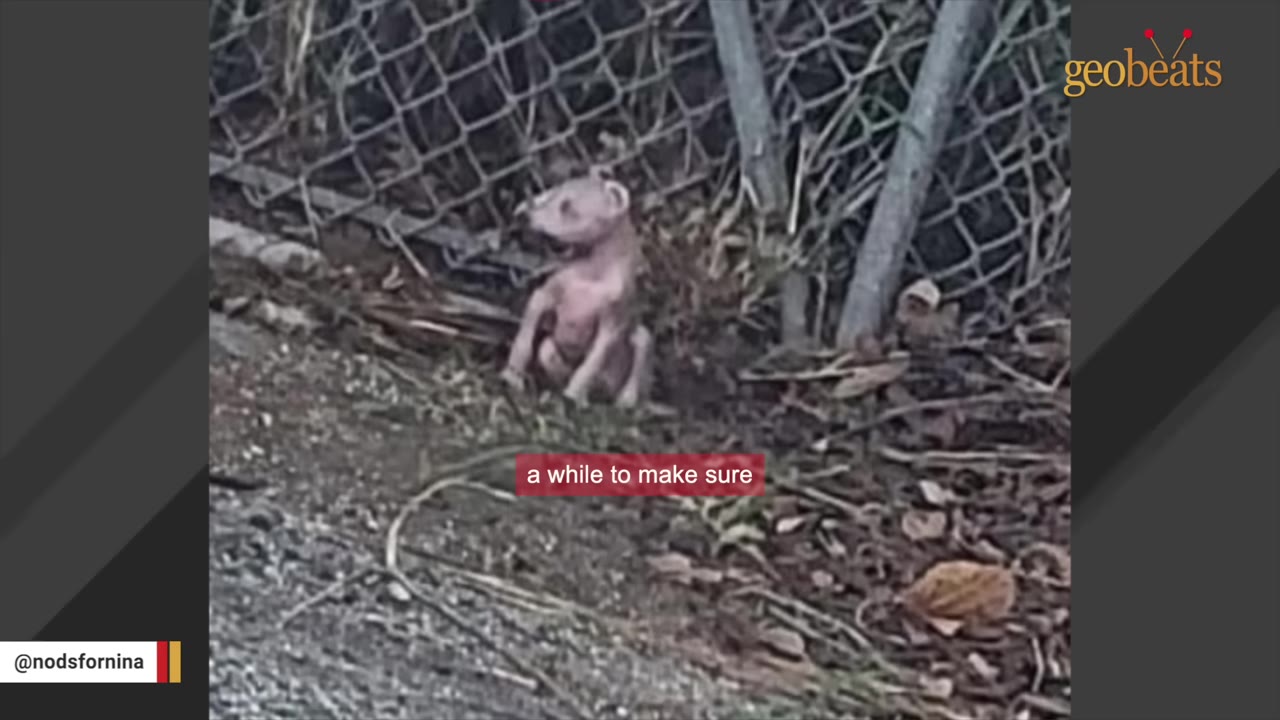 A small, hairless dog sits on the ground near a chain-link fence.