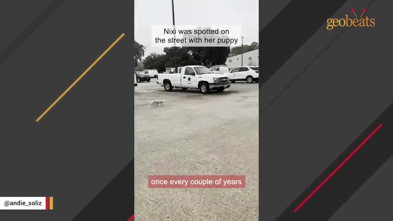 A small light-colored dog walks across a gray asphalt parking lot with parked white trucks and cars under an overcast sky.