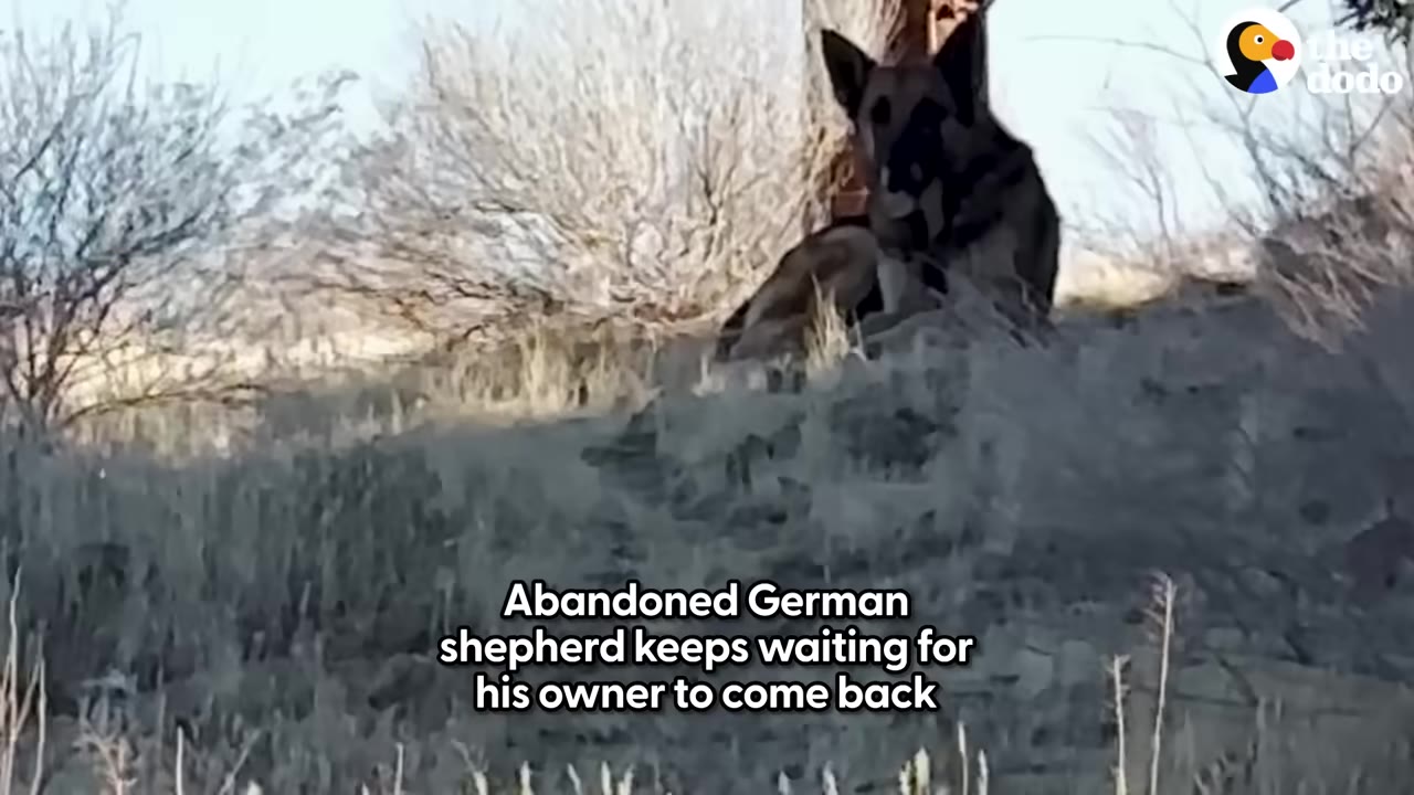 A German Shepherd dog sits on a grassy hill next to a wooden pole, looking directly at the camera.