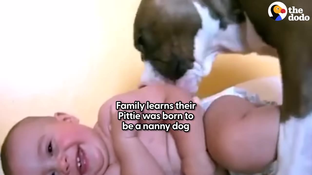 A brown and white dog gently nuzzles a smiling baby lying on a bed.