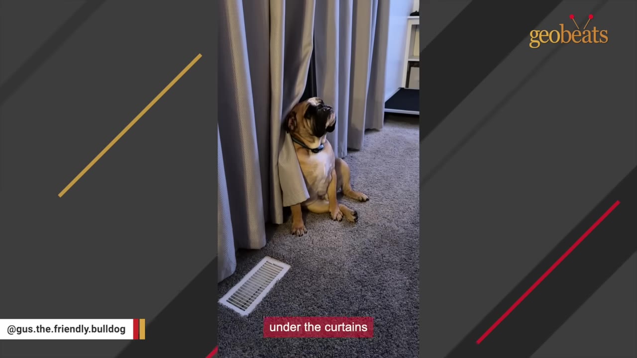 A brown and white bulldog sits on a grey carpeted floor, partially hidden behind long grey curtains.