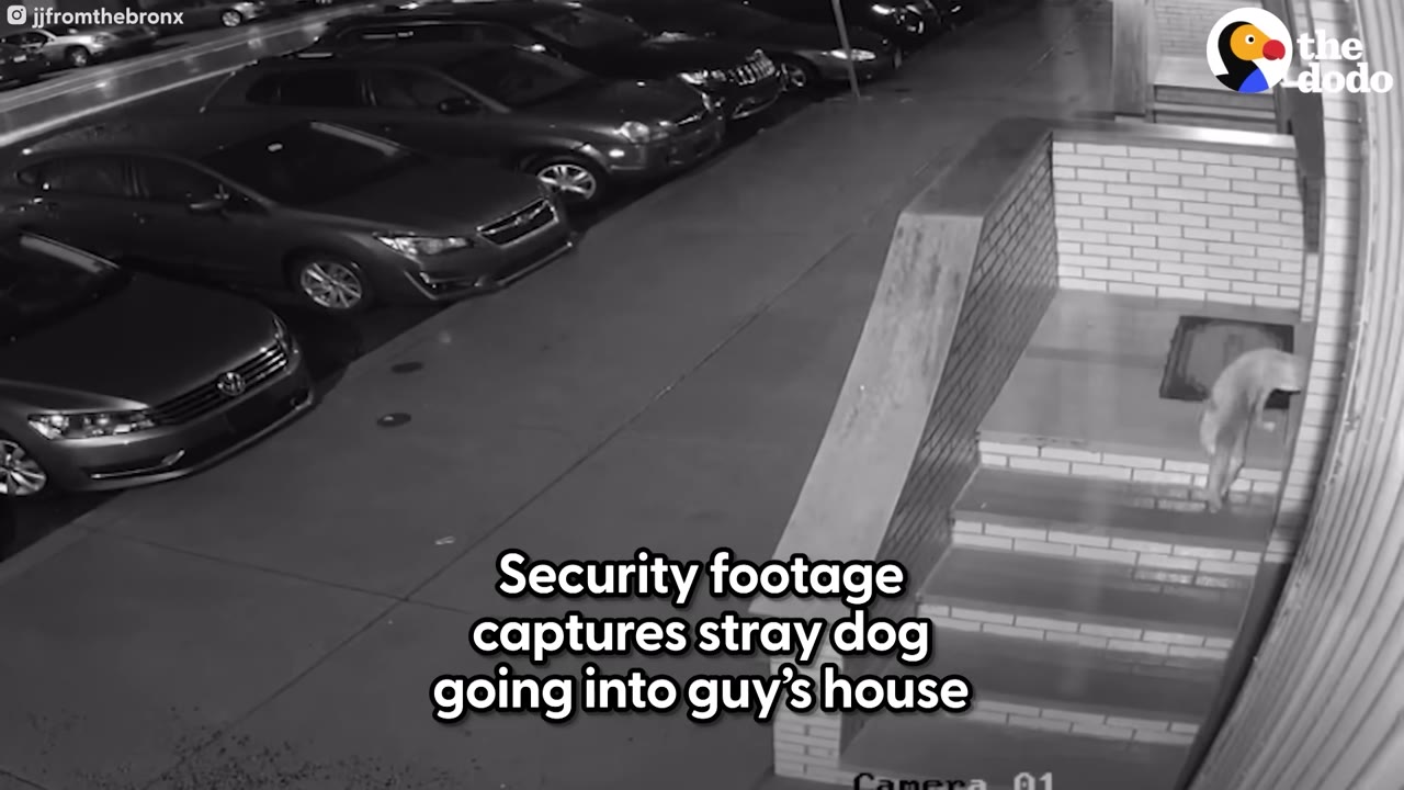 Black and white security camera footage showing a stray dog standing at the top of the front steps near the door of a house at night.
