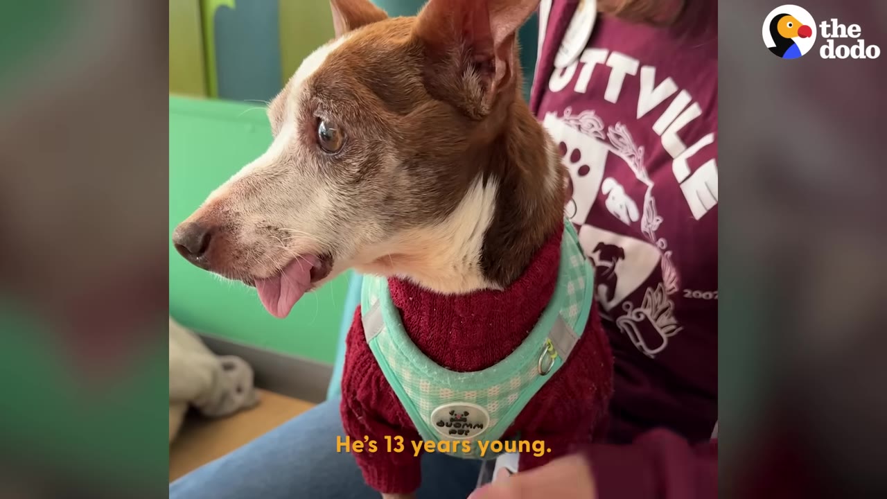A small brown and white senior dog wearing a red sweater and a light green harness sits on a person's lap.
