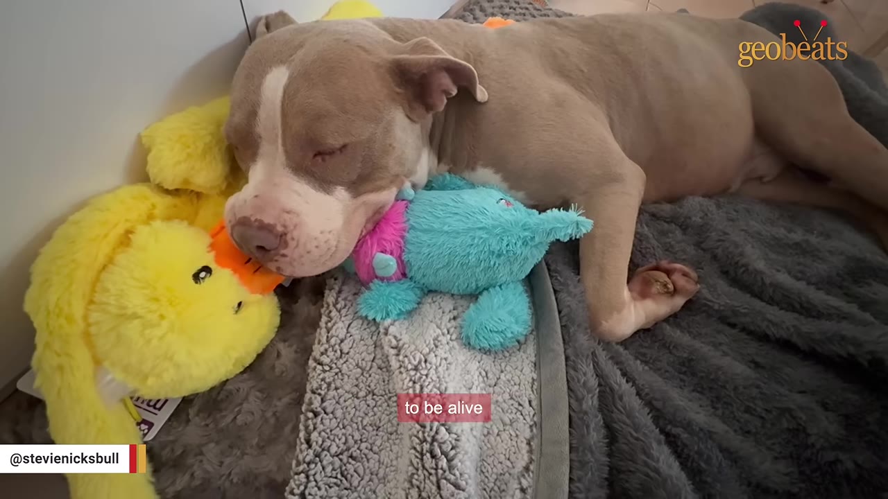 A tan and white pit bull sleeps peacefully on a grey blanket, resting its head next to a yellow plush duck and a blue plush toy.