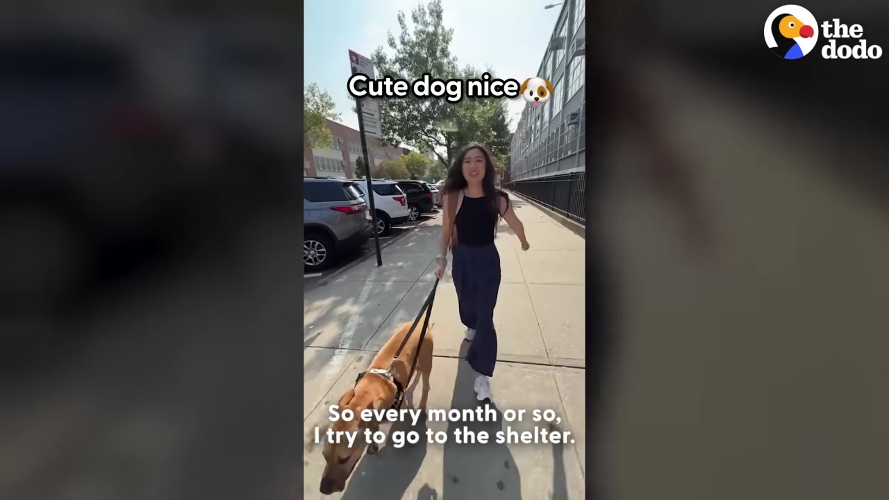 A woman with long dark hair walks a light brown dog on a leash down a city sidewalk next to parked cars.