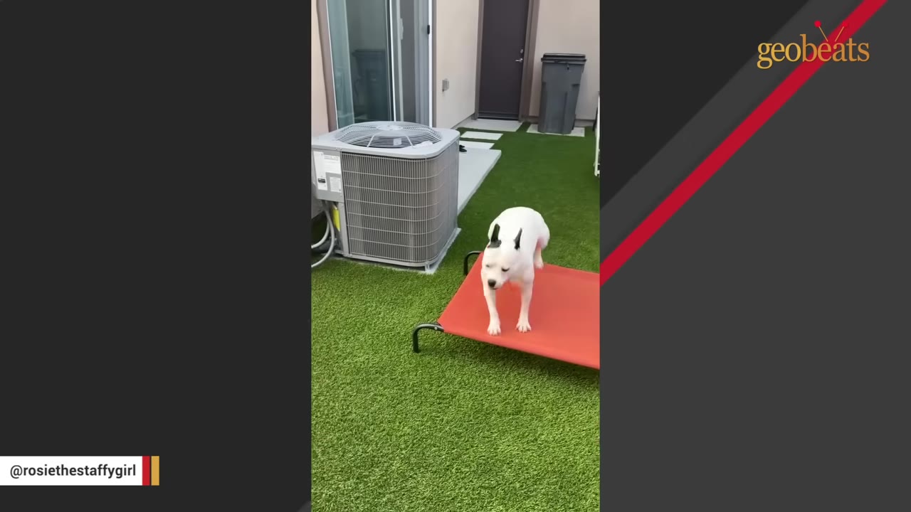 A white dog with black ears stands on a red raised cot on a green lawn next to an air conditioning unit.