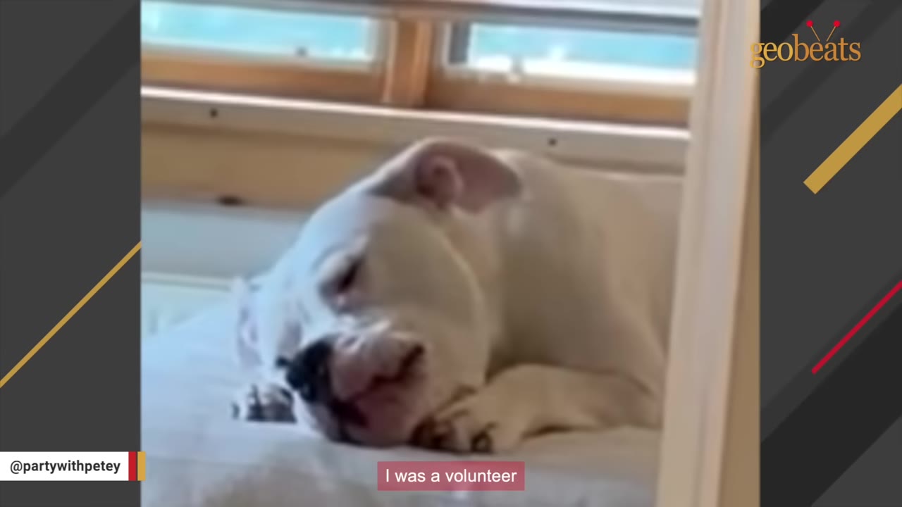 A close-up shot of a white dog resting its head on a bed near a window.