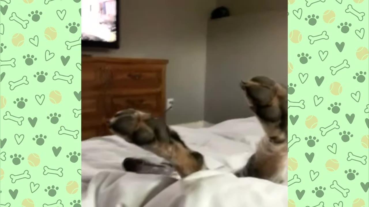 A dog's hind paws stick up in the air from under a white comforter on a bed.