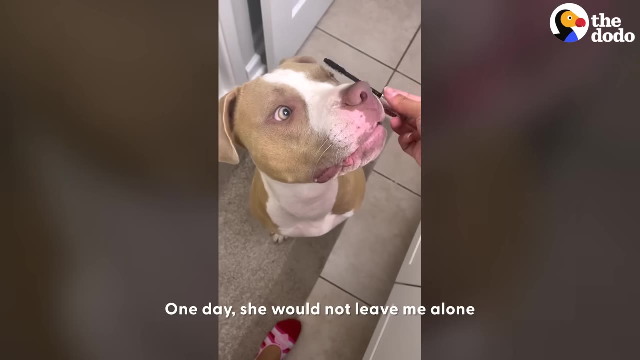 A tan and white pit bull sits on a bathroom rug, looking up expectantly as a hand holds a mascara wand near her face.