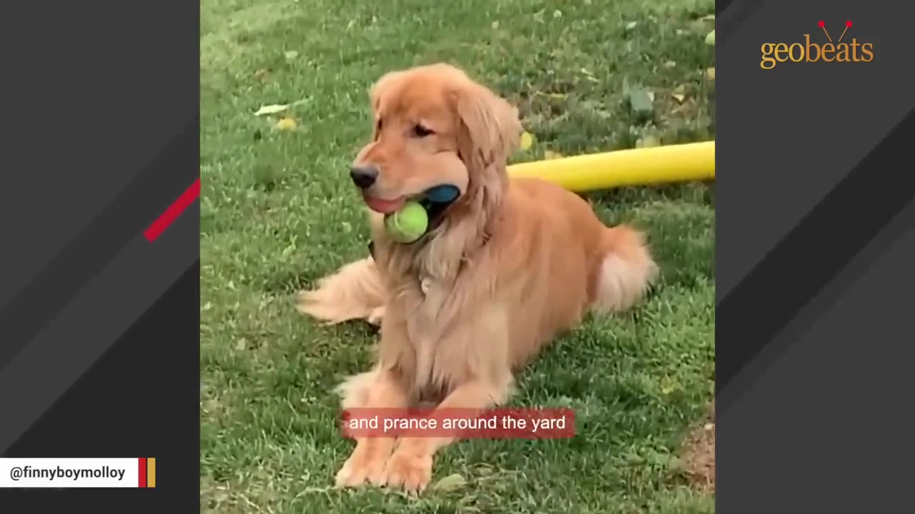 A golden retriever lies on a green lawn with several tennis balls stuffed inside its mouth.