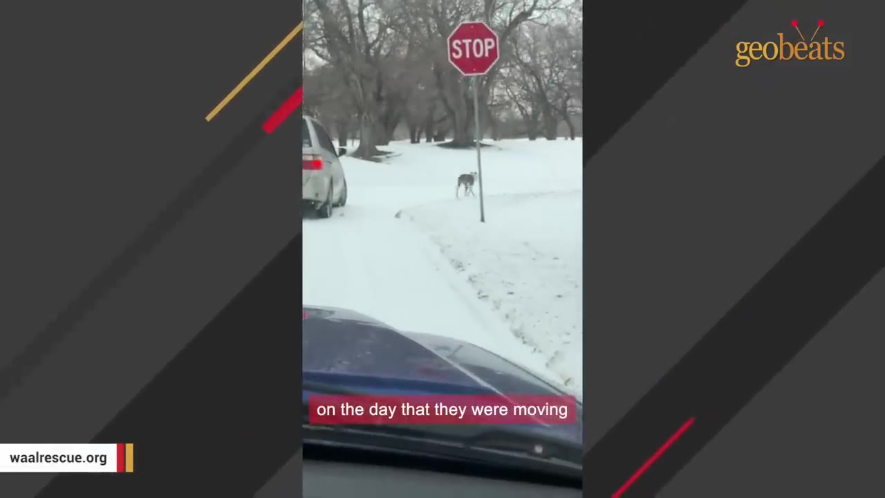 A small dog stands in the snow near a stop sign and a silver car, captured from inside another vehicle on a winter day.