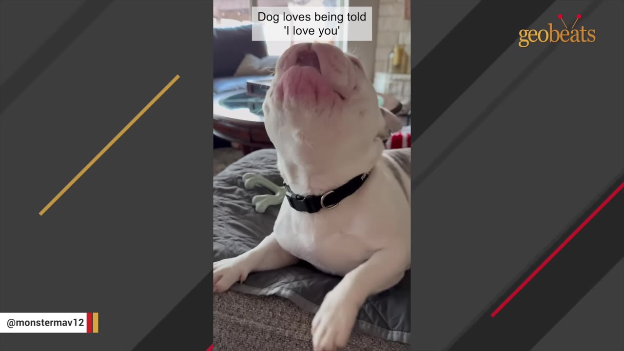 A white French bulldog with its head tilted back, howling with its mouth open while wearing a black collar.
