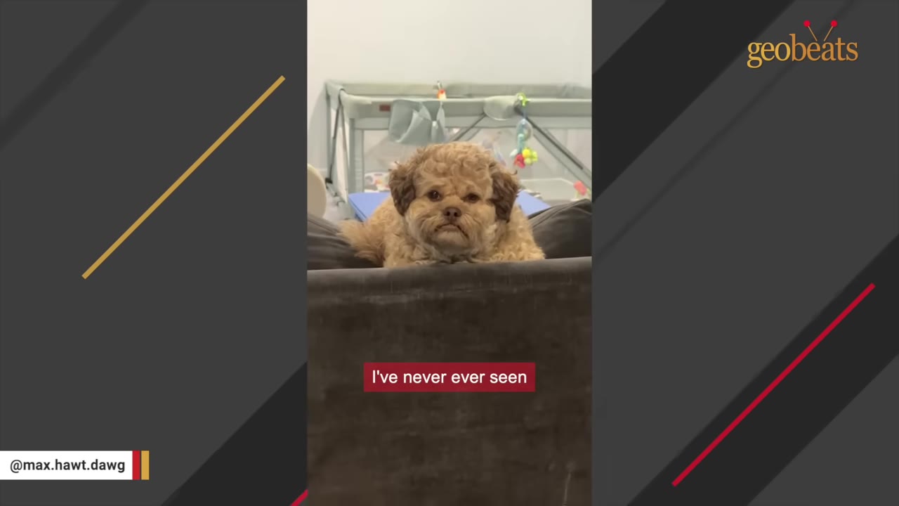 A close-up of a small, fluffy brown dog with an expressive, human-like face resting on the back of a grey sofa.