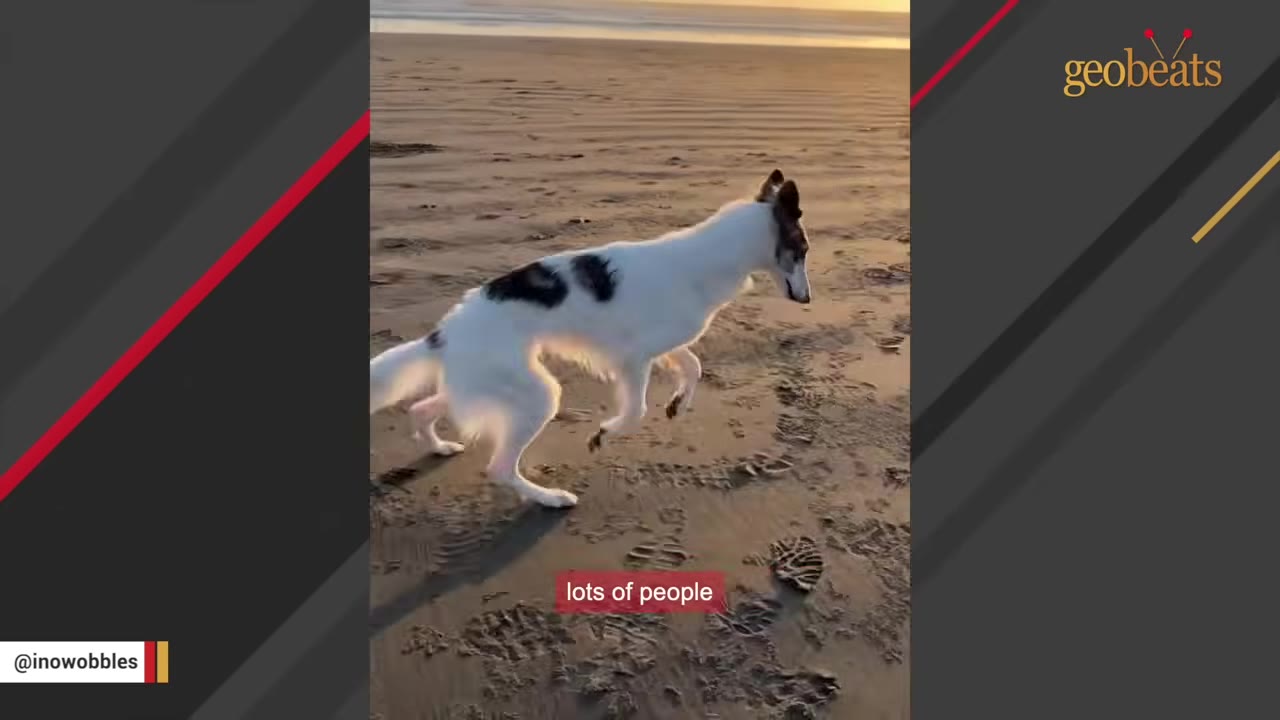 A slender, white dog with black patches on its back runs across a sandy beach.