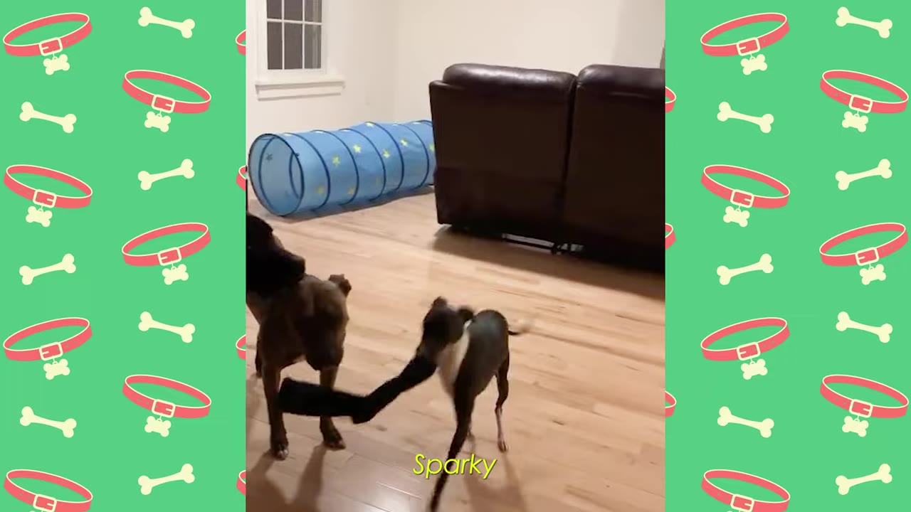 A small black and white dog labeled Sparky running across a wooden floor with a black sock in its mouth next to another dog.