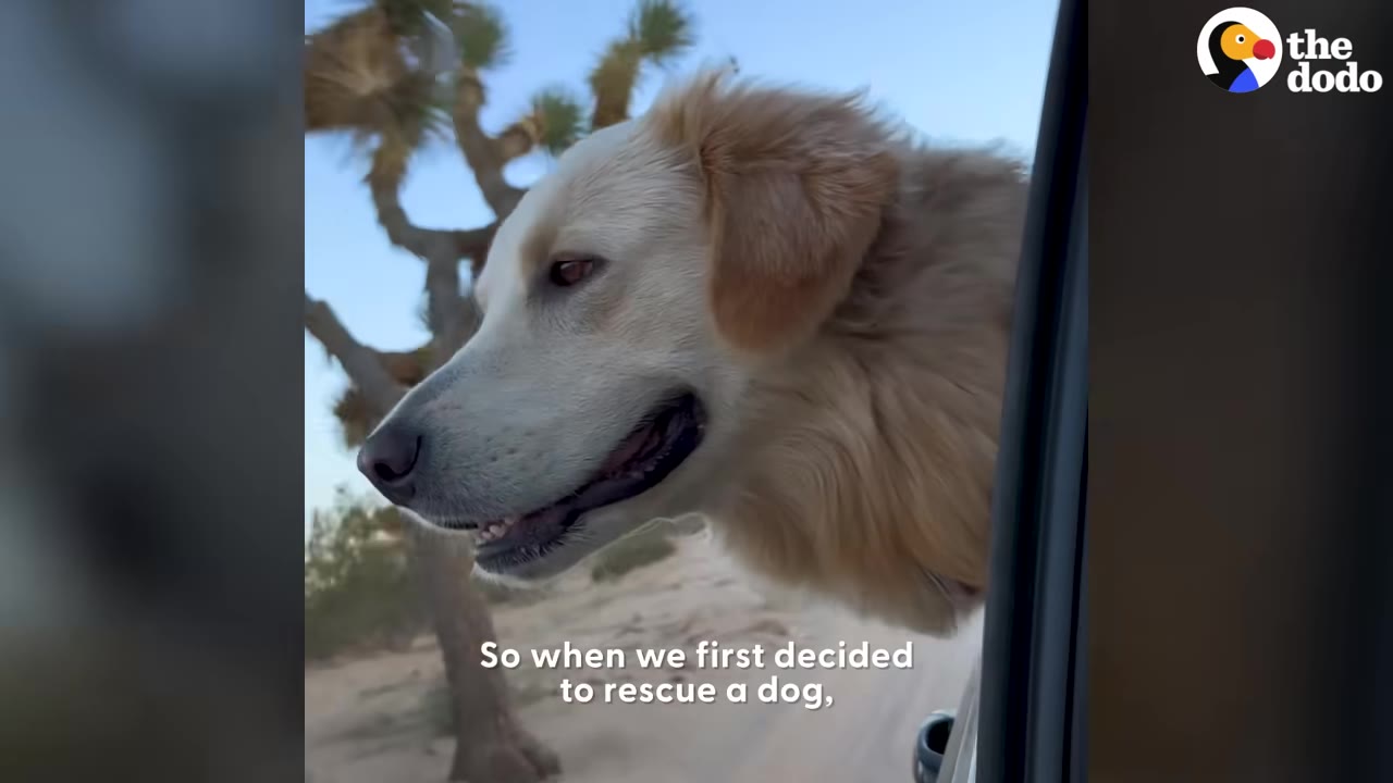 A light-colored dog looks out of a car window with its ears blowing in the wind, with Joshua trees visible in the background.