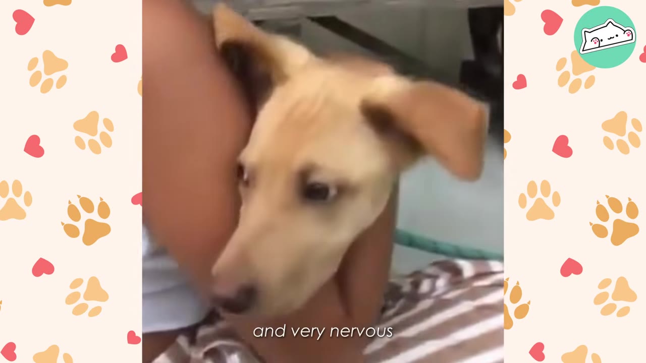 A light brown puppy with wide, nervous eyes is held close by a person.