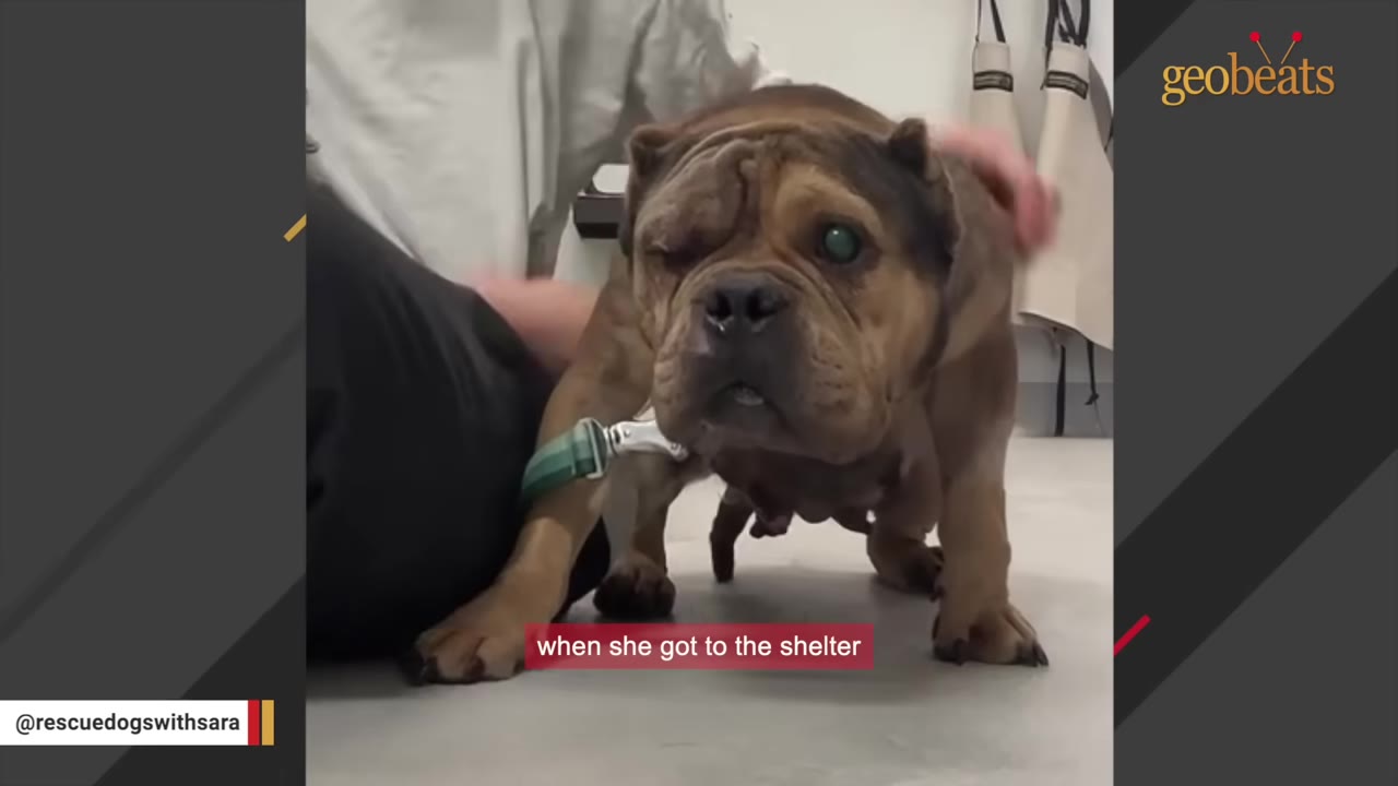A brown bulldog with a damaged right eye stands in a shelter or clinic setting while being held by a person.