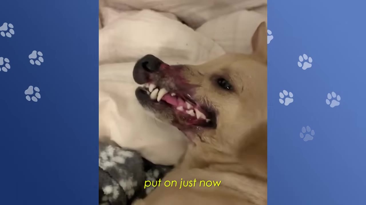 A close-up of a tan dog with a severely deformed snout lying on a bed, showing its teeth in a grimace.