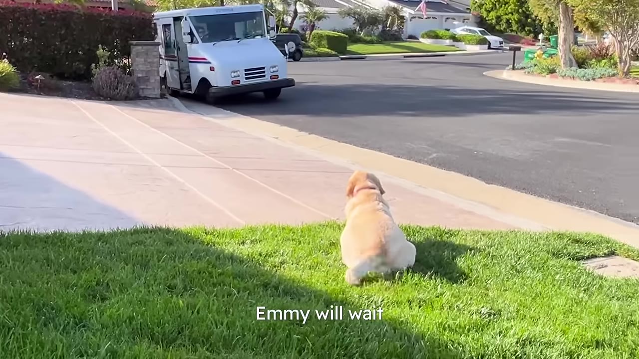 A light-colored dog sits patiently on a green lawn, looking toward a white mail truck parked on the street.