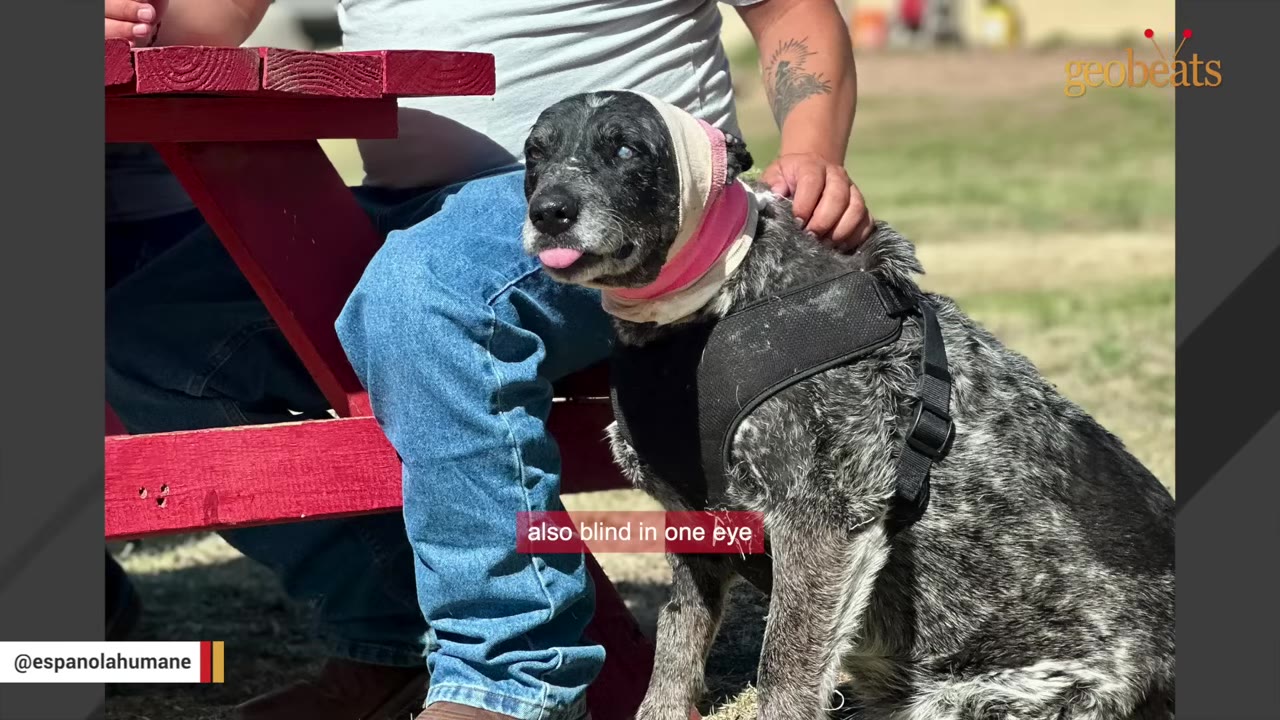 A black and grey dog with a pink bandage wrapped around its head sits next to a person in blue jeans at a red picnic table, sticking its tongue out.