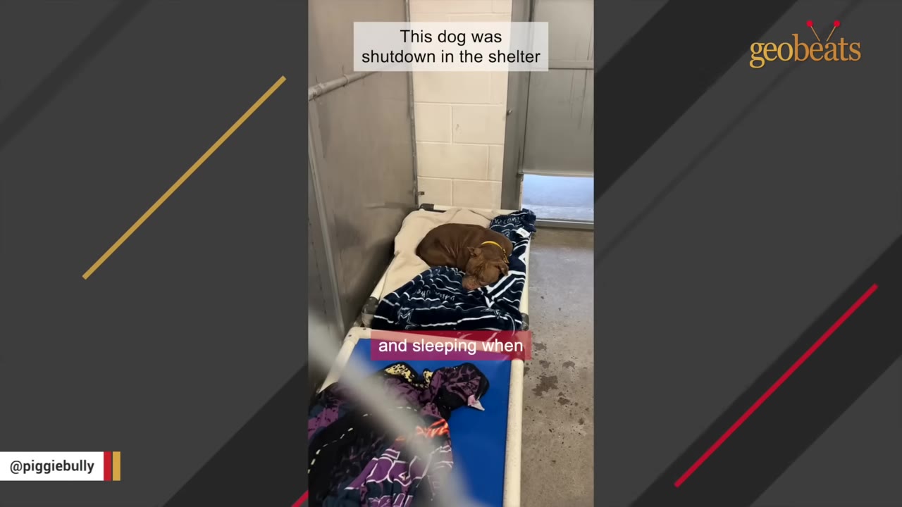 A brown dog curled up asleep on a cot with blankets inside a concrete shelter kennel.