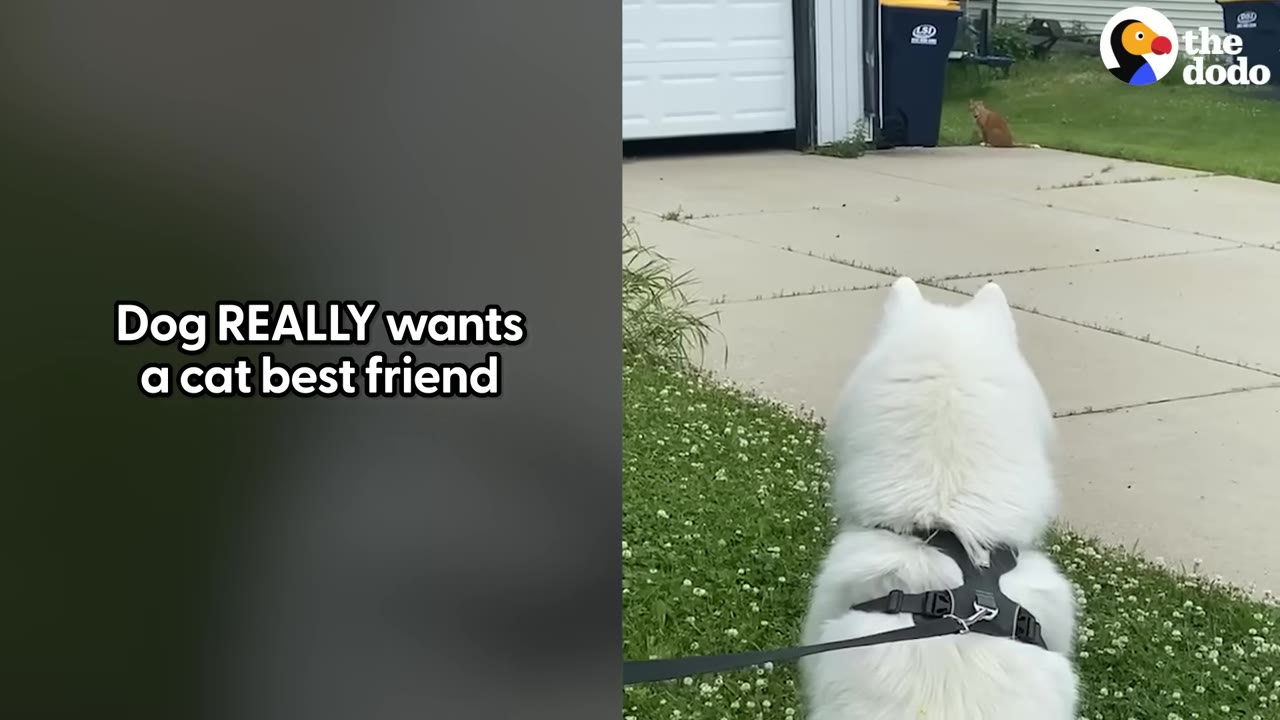 A fluffy white dog wearing a black harness sits on a grassy lawn, looking towards an orange cat sitting in the distance on a concrete driveway.