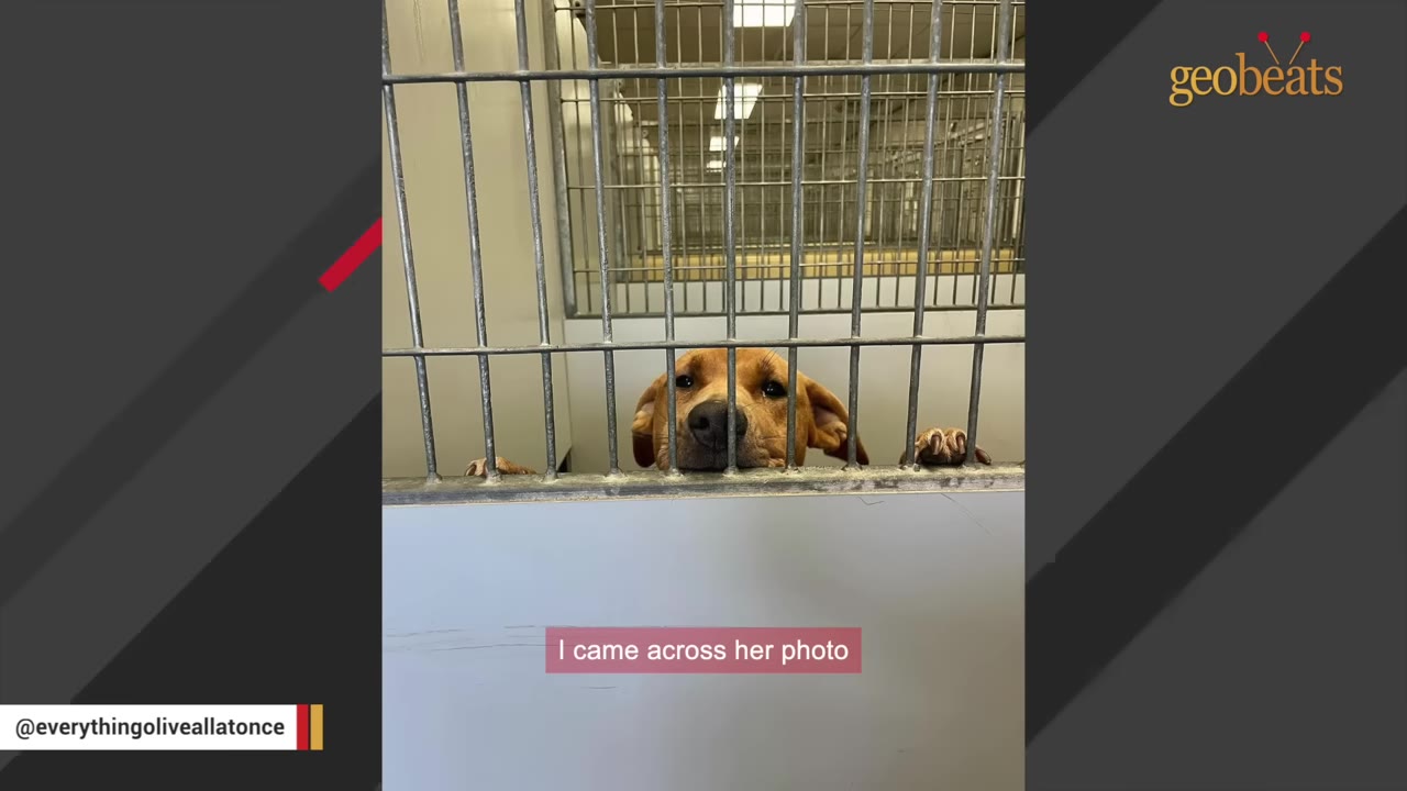 A brown dog peers through the metal bars of a shelter kennel cage, resting its snout on the ledge.