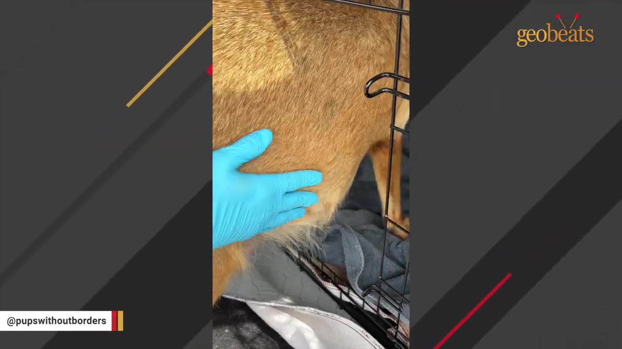 A gloved hand gently touches the swollen belly of a pregnant brown dog standing in a wire crate.