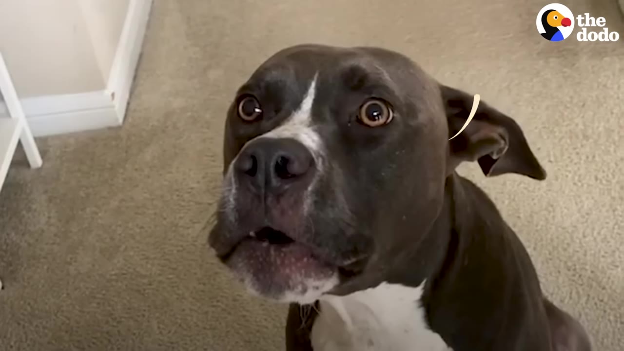 A close-up of a dark grey and white dog looking up with wide eyes and its mouth slightly open, with a stylized yellow sound wave graphic near its ear.