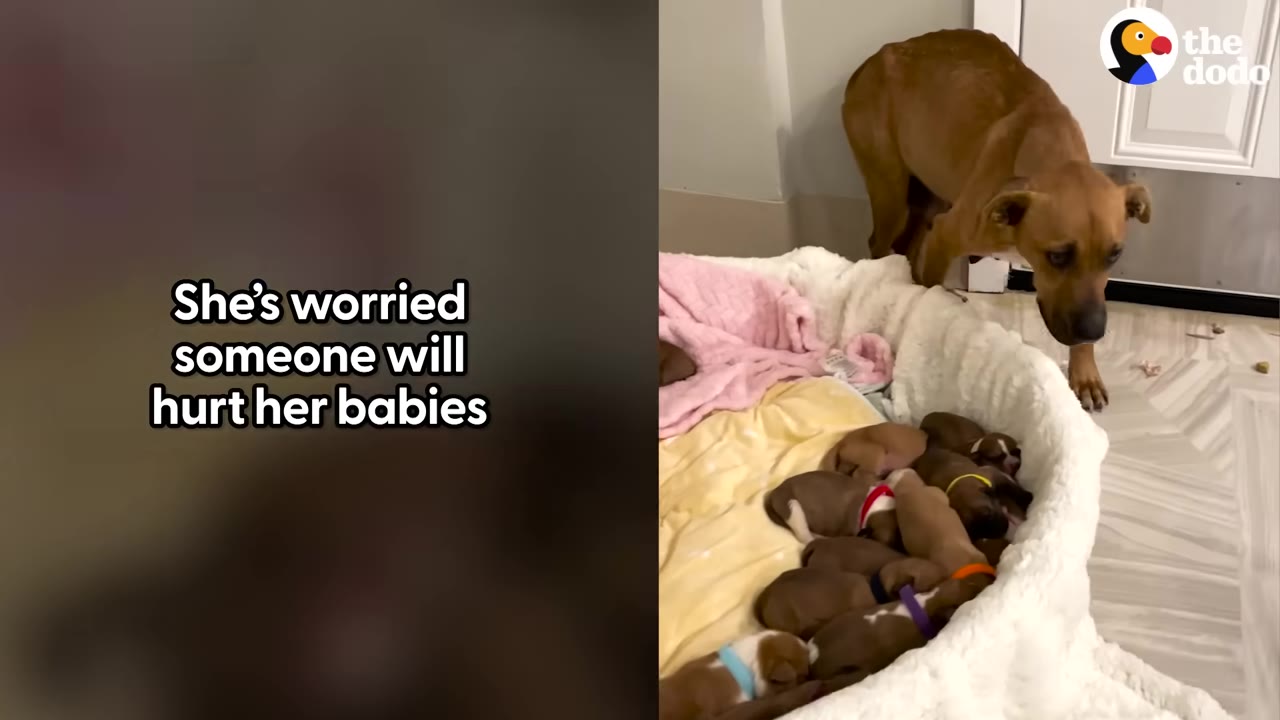 A brown mother dog stands protectively near a dog bed filled with her newborn puppies, looking on with a worried expression.