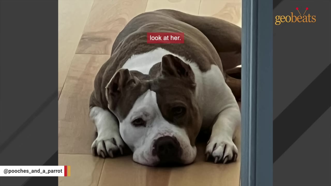 A close-up shot of a brown and white pit bull-type dog lying down on a wooden floor, looking directly at the camera with a sweet expression.
