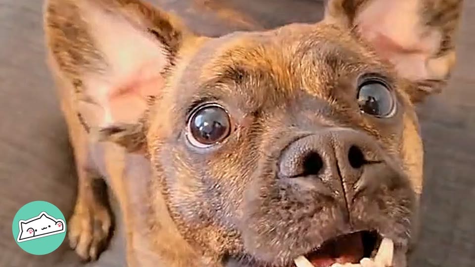 Video frame for A Quiet Home Needs A Puppy