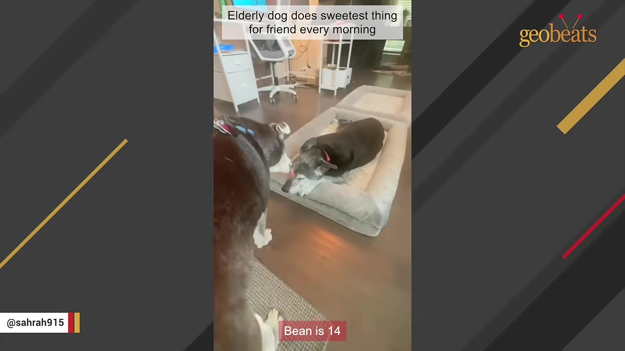 A senior dog stands over another senior dog lying in a dog bed, gently licking its face in a quiet home.