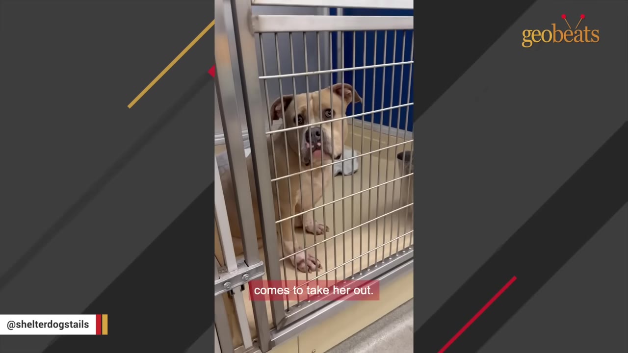 A tan and white dog with sad eyes sits quietly behind the metal bars of a shelter kennel.