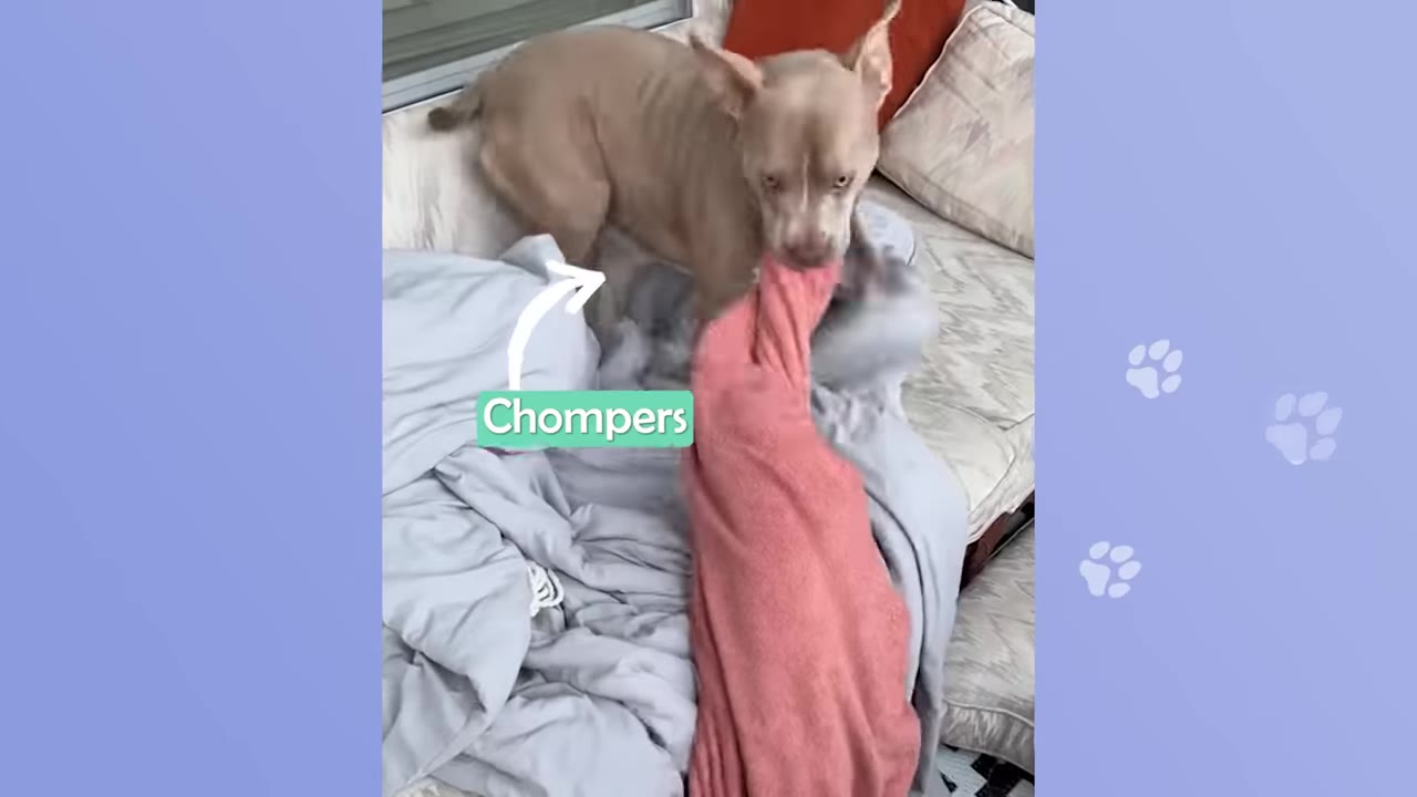A light brown bully breed dog named Chompers stands on a couch while holding a pink blanket in his mouth.