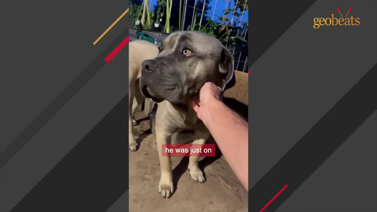 A close-up shot of a large, grey mastiff-type dog being gently petted under the chin by a person's hand.