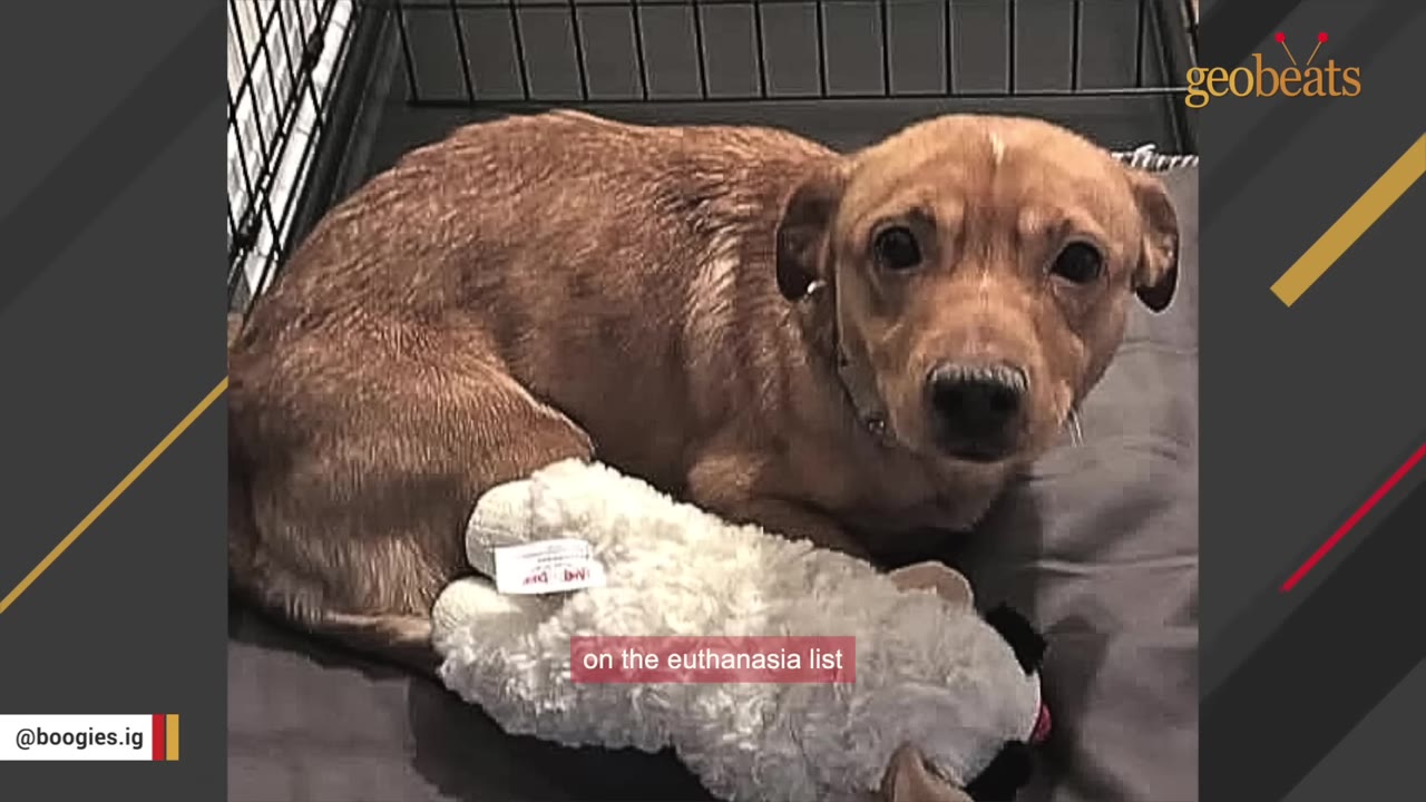 A small brown dog lies inside a wire crate next to a plush toy, looking directly at the camera with wide eyes.