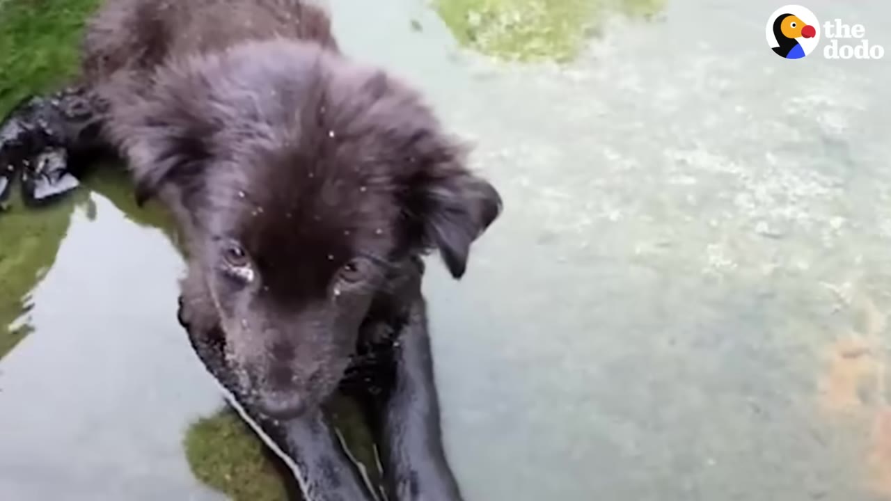 A wet, black puppy lies helplessly in shallow water inside a concrete drain, looking up with sad eyes.
