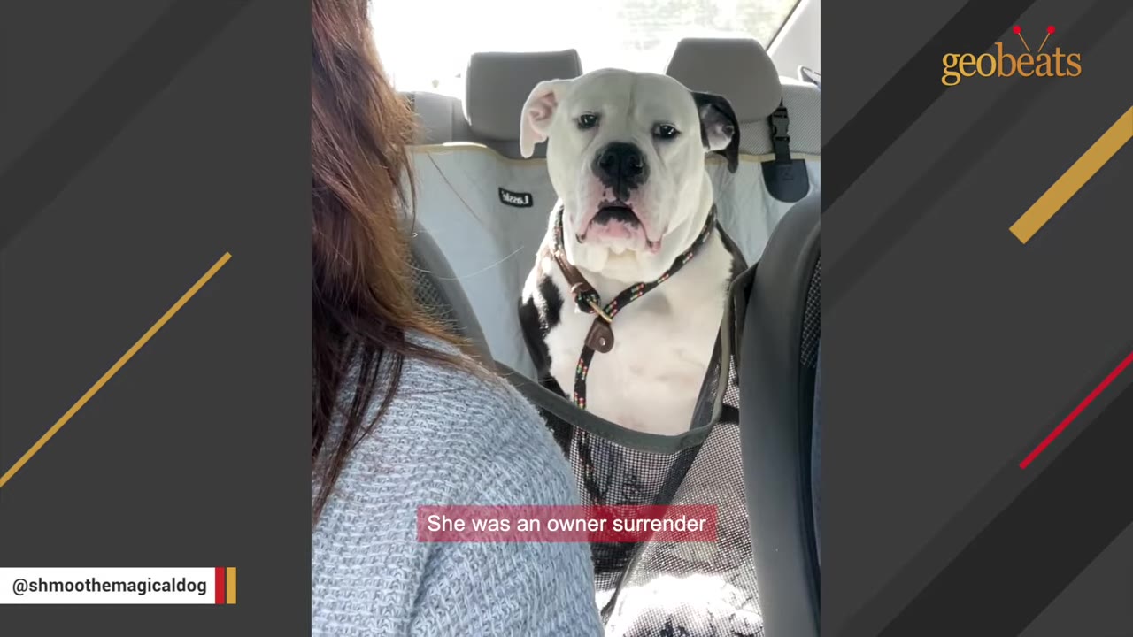 A large white and black dog sits in the back seat of a car, looking forward with a sad expression, with a subtitle reading 'She was an owner surrender'.