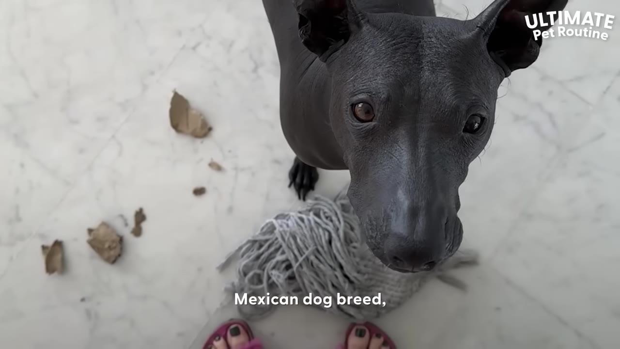 A close-up, high-angle shot of a hairless black dog looking directly up at the camera with wide eyes.