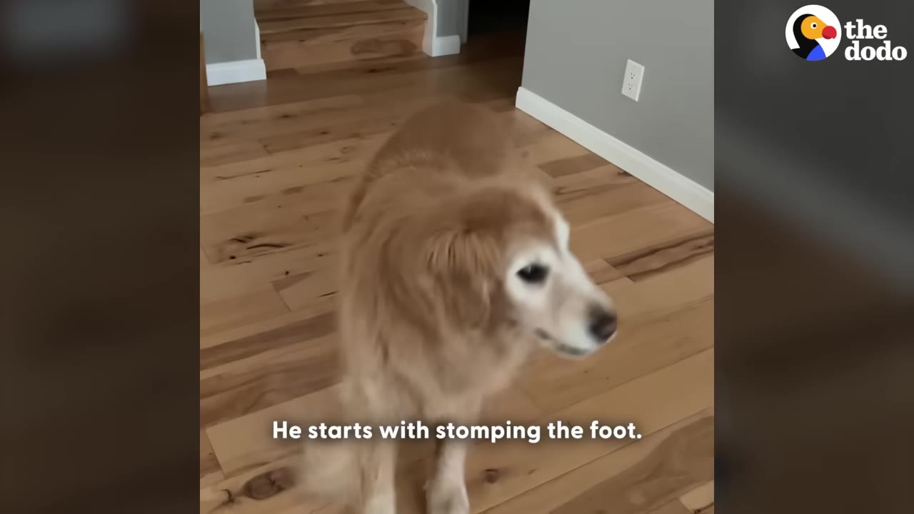 A senior golden retriever stands on a light-colored wooden floor inside a house, looking slightly to the side.
