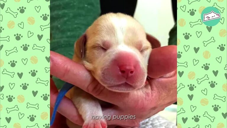 Curious California Puppy Stayed Remarkably Small Until One Test Revealed What Was Different